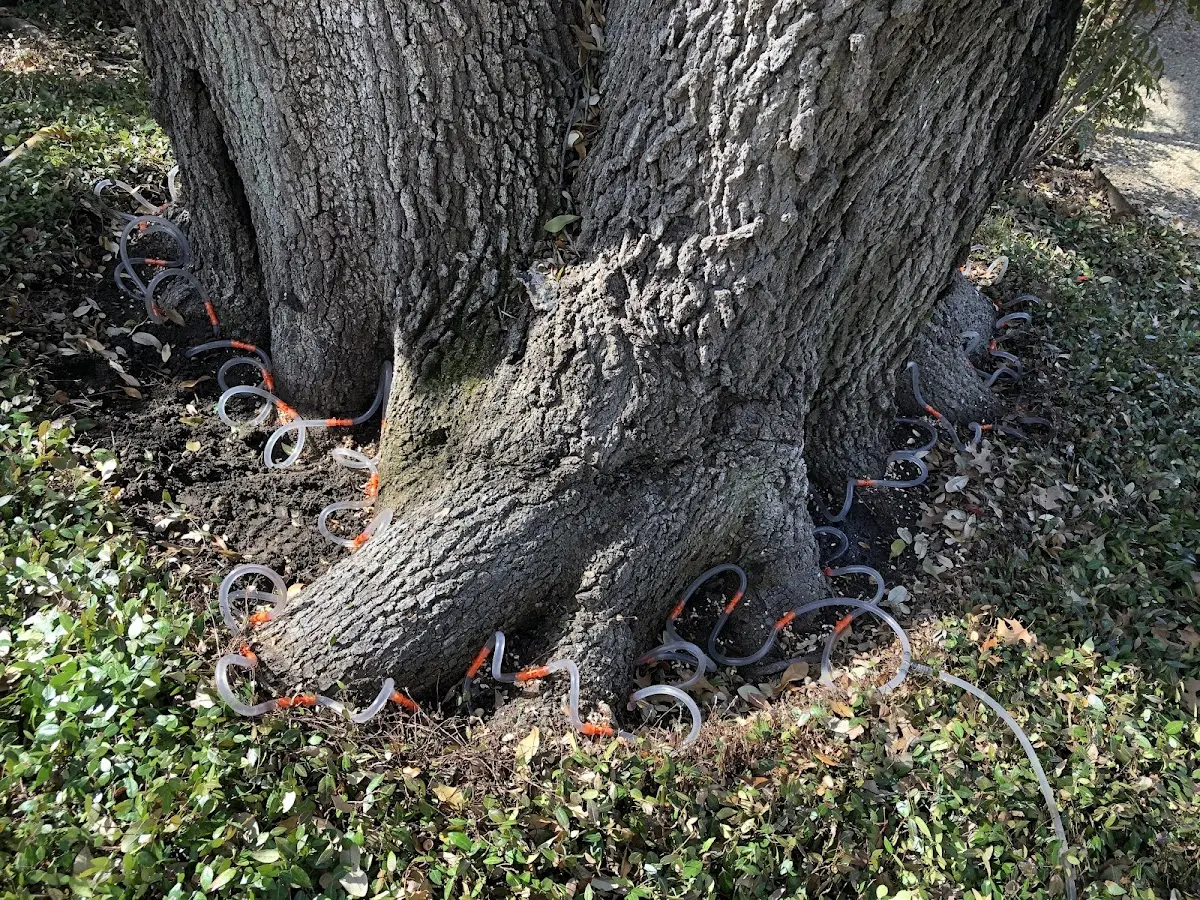 Detailed Tree Cabling and Bracing job site in South Carrollton