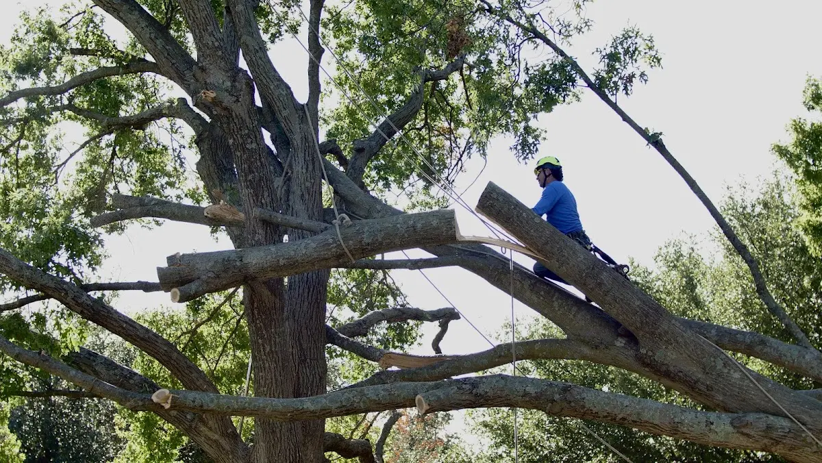 Professional Crown Thinning performed by certified arborists in South Carrollton