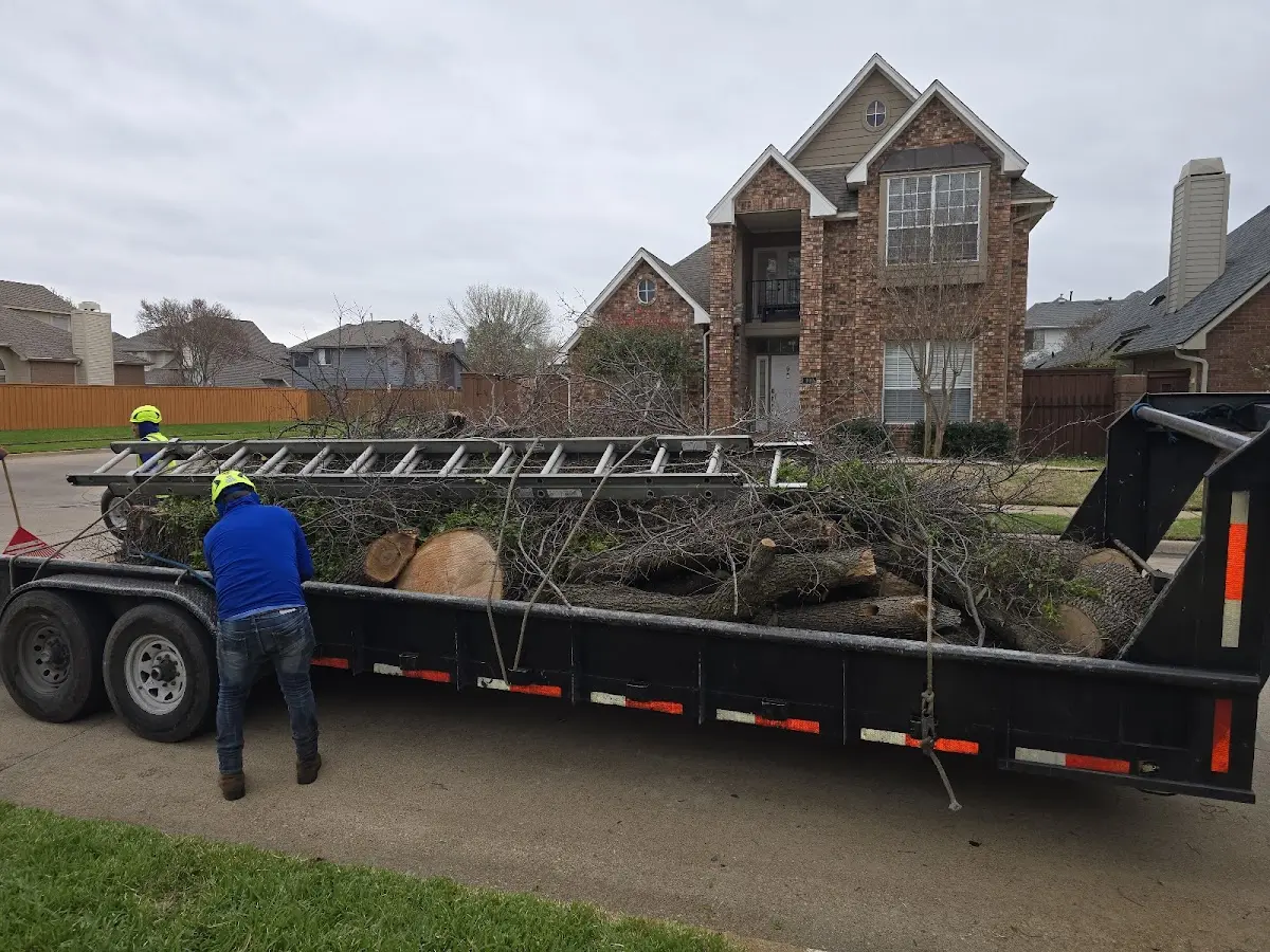 Expert Tree Removal with proper safety equipment in South Carrollton